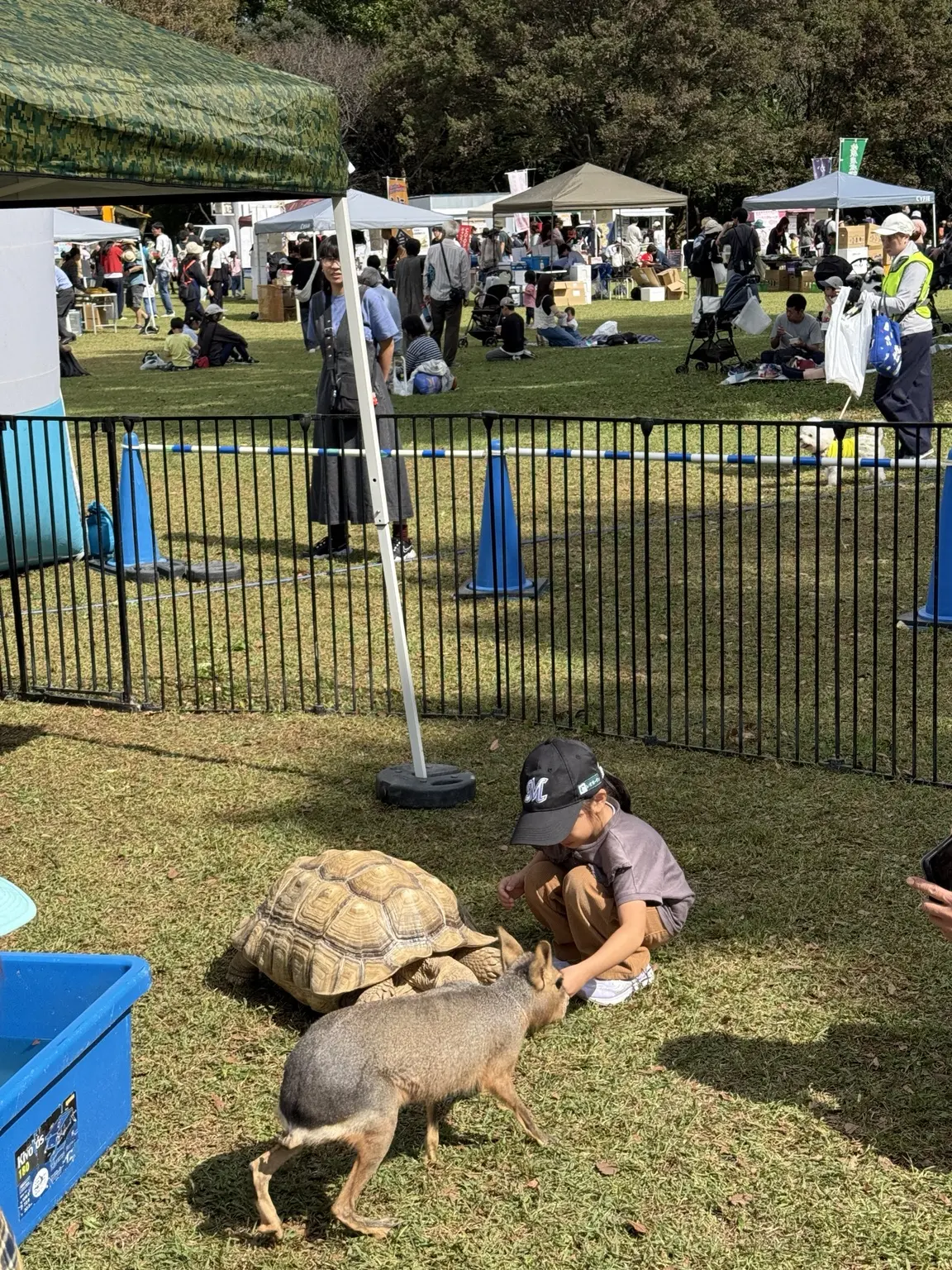 公園でリクガメのそばにしゃがみ、様子を見るお子さん